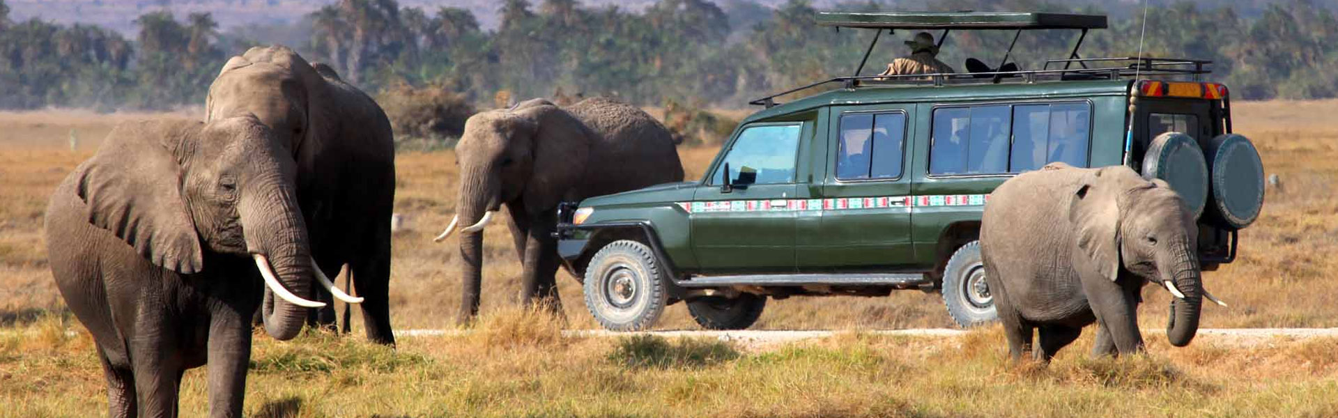 Safari experience